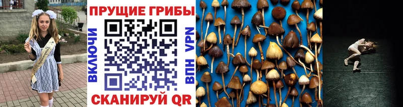 blacksprut как зайти  Кизел  Псилоцибиновые грибы мицелий 
